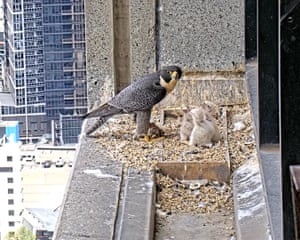 Peregrine falcon chicks in their nest atop ta skyscraper in Melbourne, Australia. Tens of thousands of people have watched the livestream as thecity’s beloved peregrine offspring prepare for first plunge