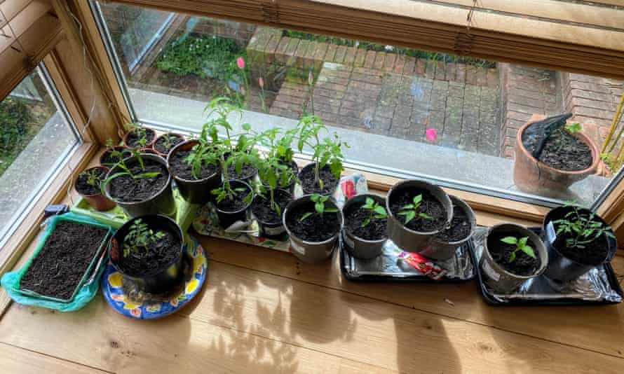 Claire Woodward-Nutt’s tomato plants.