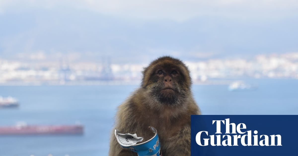 Gibraltar’s monkeys eat mud ‘to avoid upset stomachs from tourist junk food’
