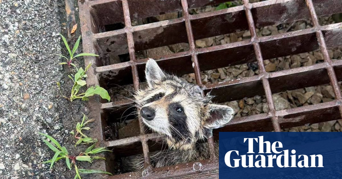 Week in wildlife: a stuck raccoon, a hardy mouse and a well-camouflaged wildcat