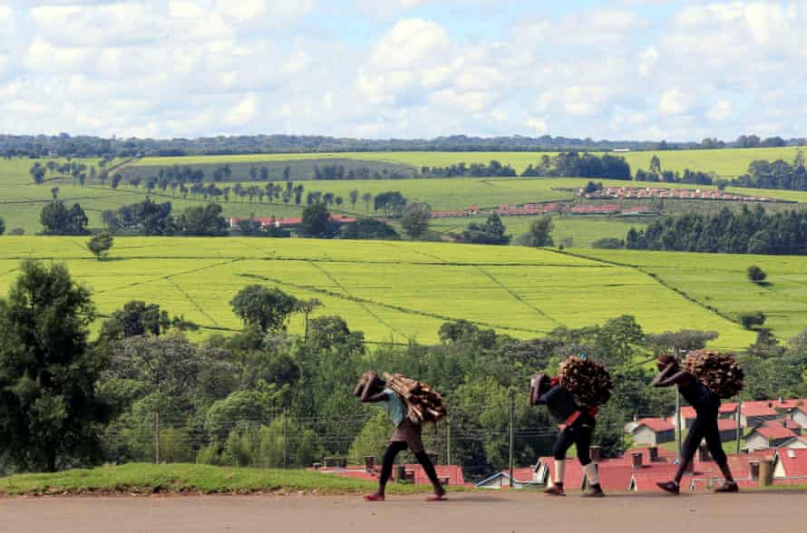 Niños cargando leña en el condado de Kericho, Kenia