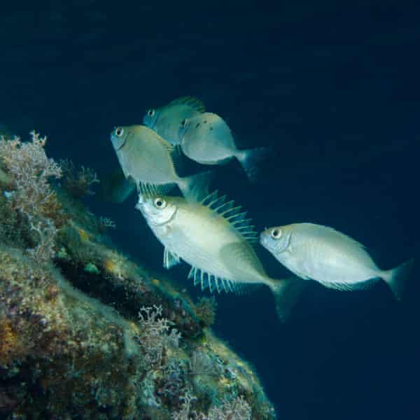 School of rabbitfish (Siganus luridus) grazing over reef, Greece