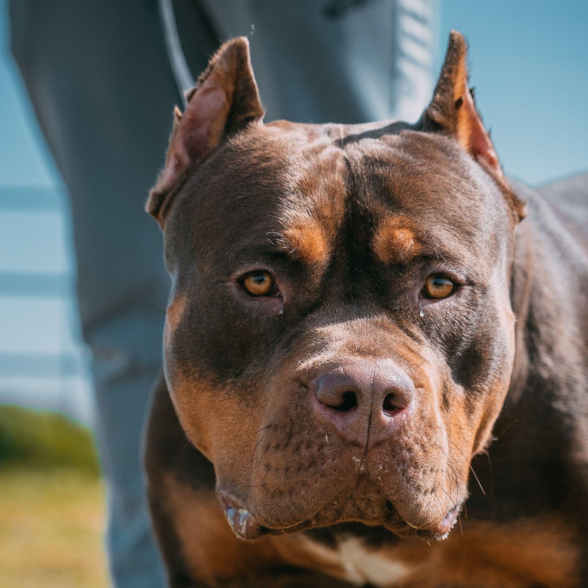 American Bully A Gentle And Loving Giant Perfect Dog, 60 OFF American Bully A Gentle And Loving Giant Perfect Dog, 60 OFF