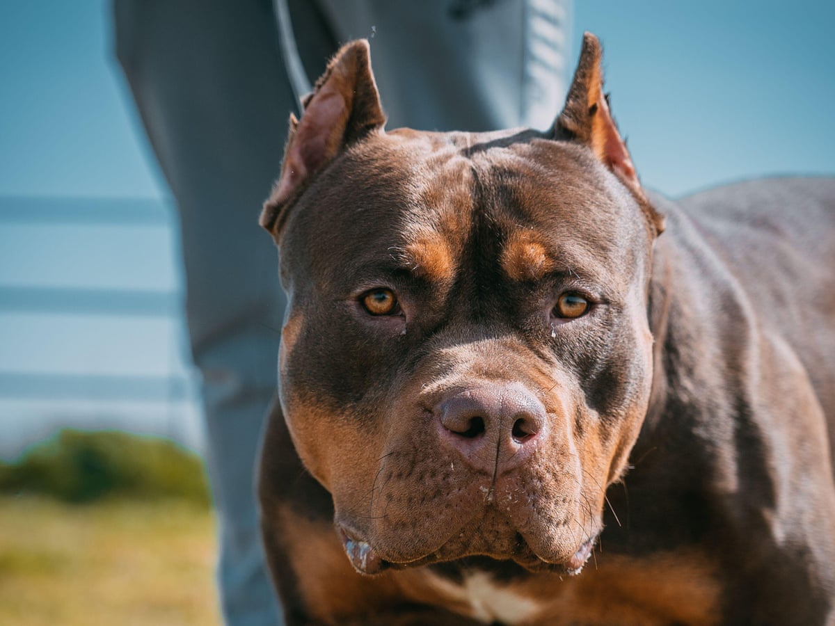 Perfect pets or dangerous dogs? The sudden, surprising rise of American  bully XLs, Dogs