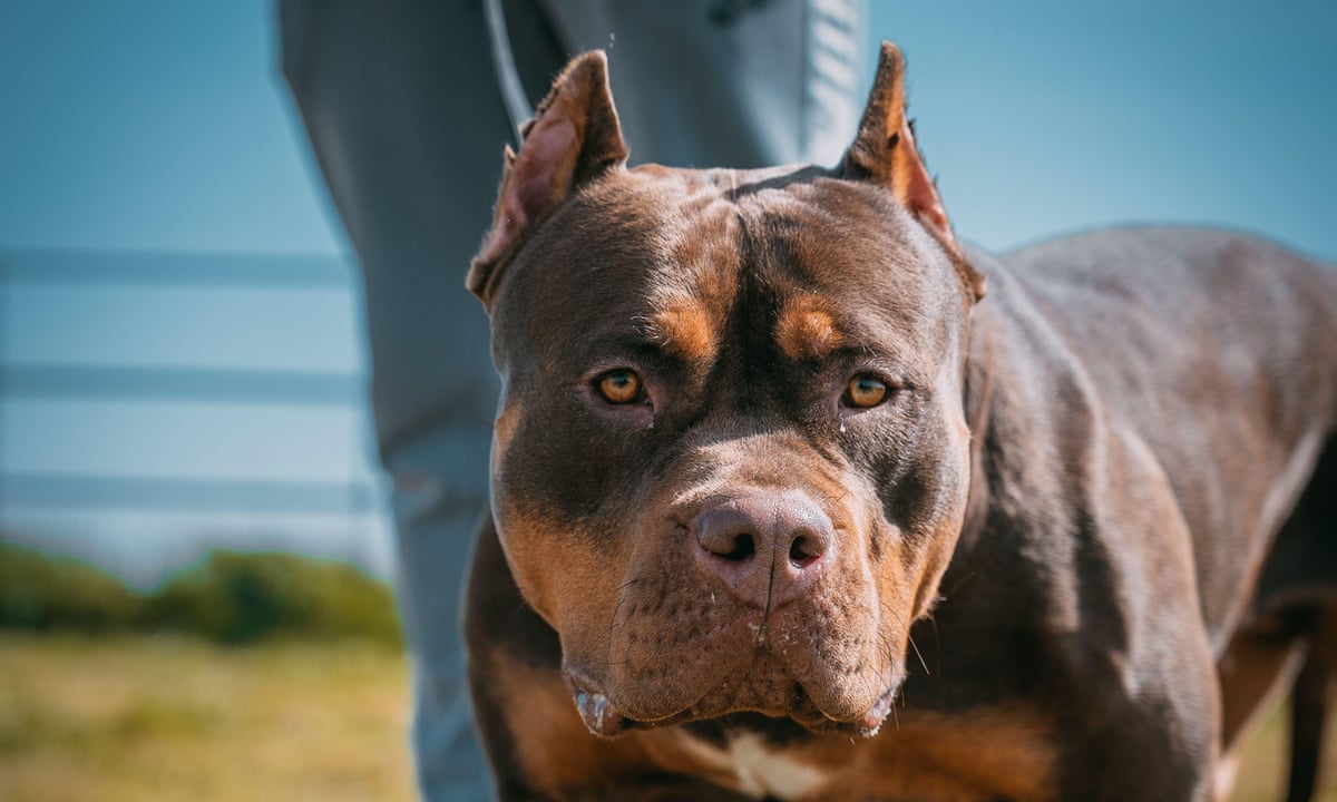 Walking Bully Dog Statue