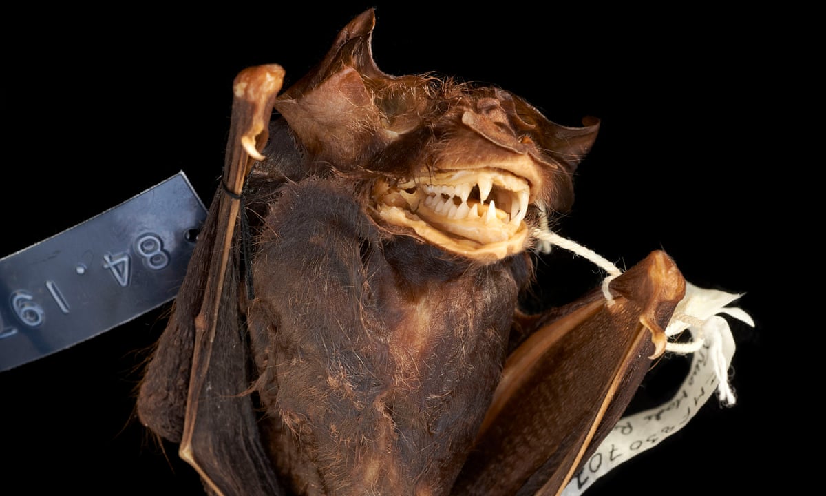 Natural History Of Australian Bats Natural History Of Australian Bats