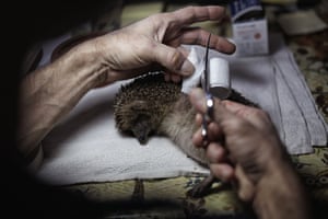 A vet treats a hedgehog at the ‘hedgehogs hospital’ –the Wild Animal Rescue Center of Bernezzo in Novello, northern Italy