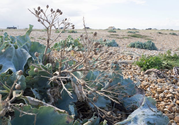 Sea kale, Dungeness