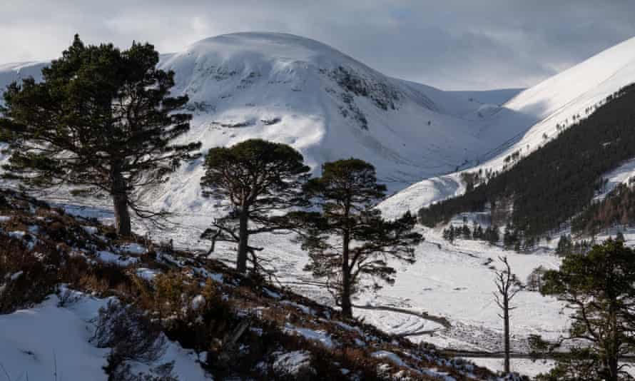 Glen Feshie in winter.
