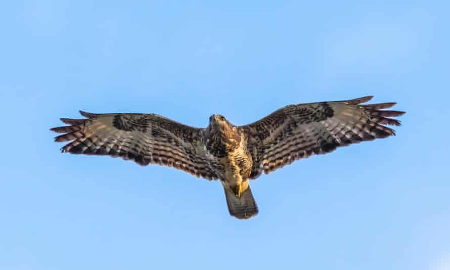 Une buse variable volant sur fond de ciel bleu.