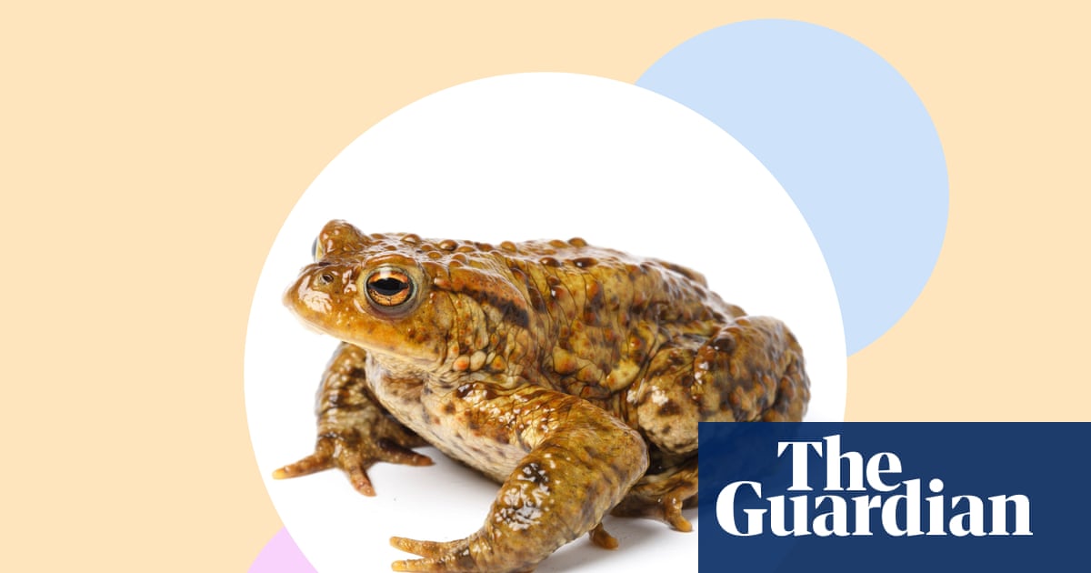 Help a toad across the road – and five more ways to save these endangered amphibians