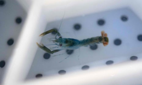 Stage-four juvenile lobsters are placed in a segmented tray to protect them from other juveniles.