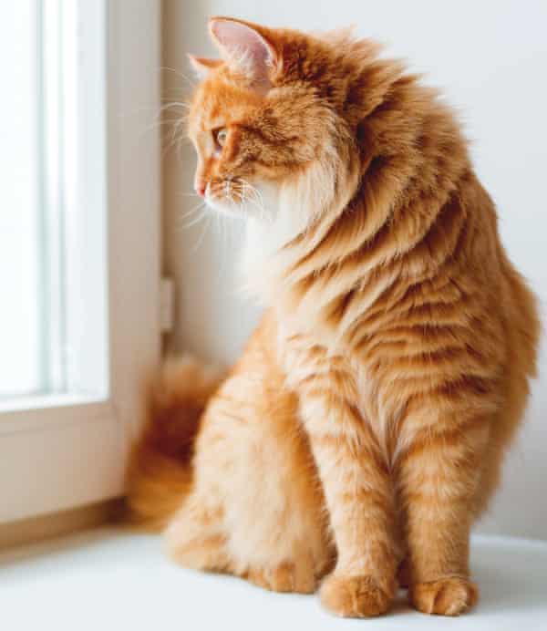 ginger cat sitting on the window sill