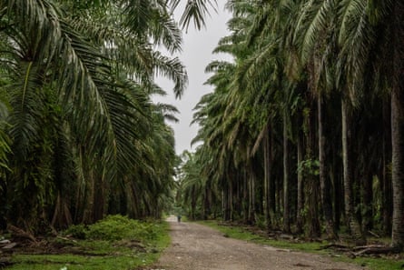 A person on a motorbike driving along an empty road through a monoculture plantation of densely planted and very large palm trees
