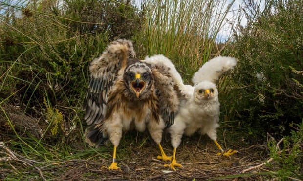 Seven in 10 hen harriers in UK study likely illegally killed 3872