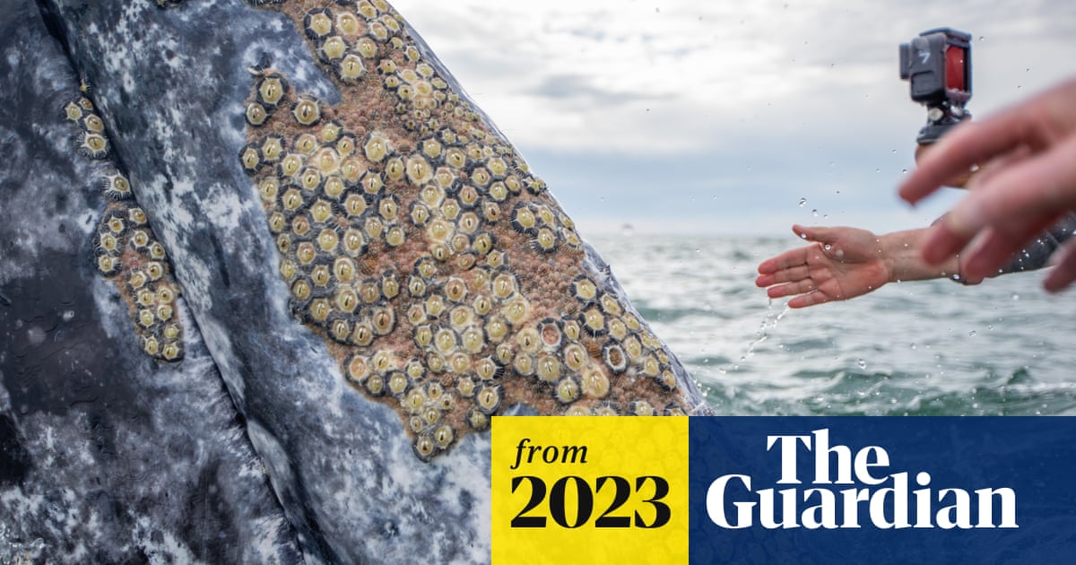 does eating tobacco kill parasites Grey whales seen seeking human help to remove parasites | Whales does eating tobacco kill parasites Grey whales seen seeking human help to remove parasites | Whales