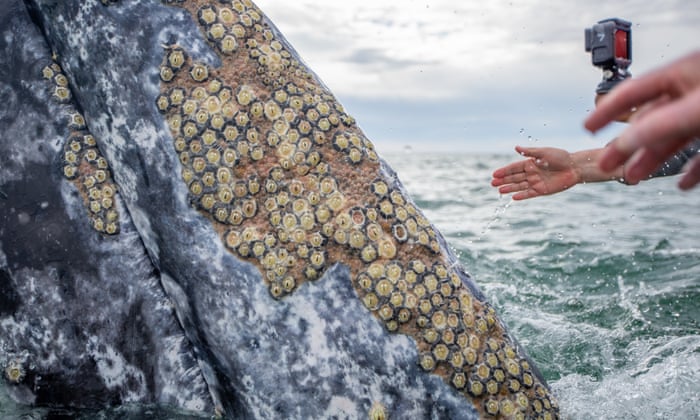 Grey whales seen seeking human help to remove parasites | Whales | The Guardian