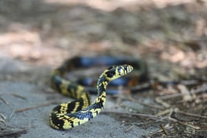 Uma cobra no Parque Nacional Yasuní nas profundezas da floresta amazônica do Equador