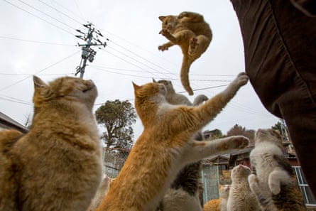 A cat jumps for food offered by a tourist as other cats beg for food on Aoshima Island in Ehime prefecture in southern Japan