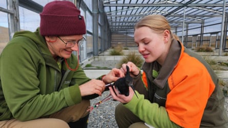 A man injects a black bird being held by a woman. Both are crouching in what appears to be a greenhouse