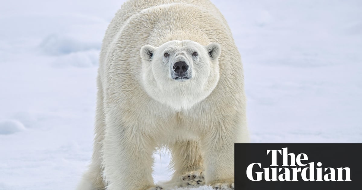 Besieged Russian Scientists Drive Away Polar Bears World
