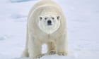 Russian scientists trapped in Arctic by polar bears face month-long wait for rescue
