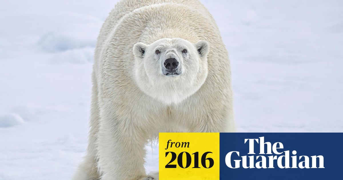 Besieged Russian Scientists Drive Away Polar Bears World News