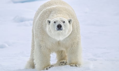 Polar Bears' Diet Is 25% Plastic, Russian Scientists Say - The Moscow Times