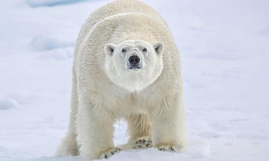 A polar bear in the Arctic Svalbard islands.