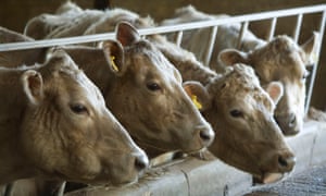 Murray Grey beef cattle in Perthshire, Scotland