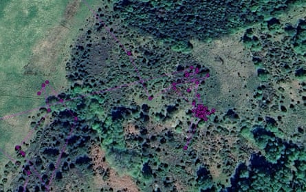 Satellite tracking of a wildcat’s movements in the Cairngorms