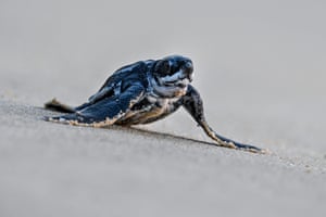 Um filhote de tartaruga marinha Olive Ridley chega ao mar na praia de Lhoknga, na Indonésia