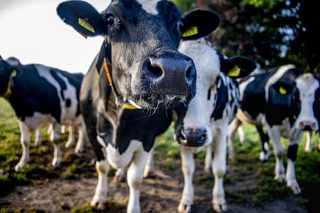 Cows in a meadow at a dairy farm in Zundert, the Netherlands.