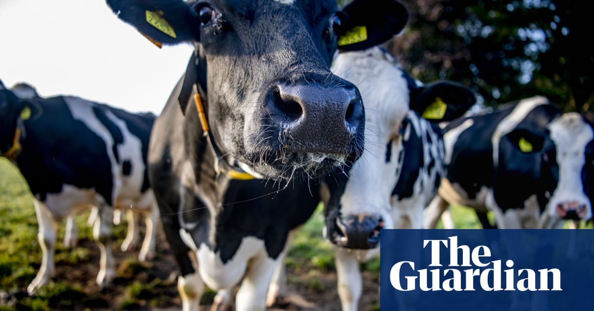 Income and power from cow manure | Farming | The Guardian