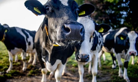 Cows in a meadow at a dairy farm in Zundert, the Netherlands.