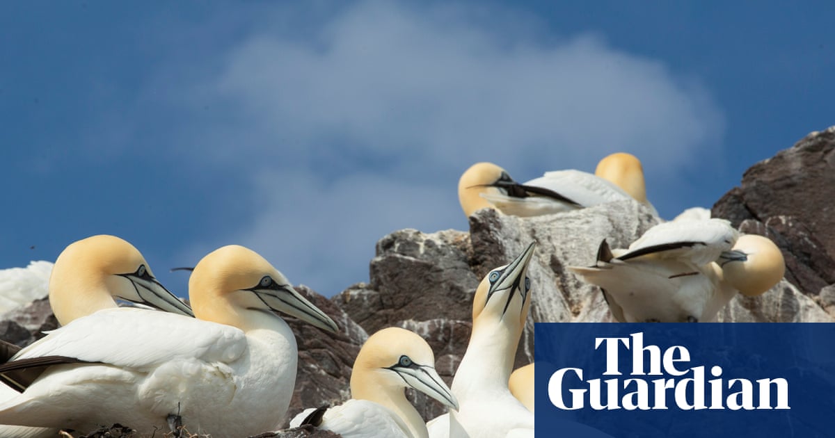 Country diary: For the gannets of Bass Rock, it’s a slow road to recovery | Lev Parikian