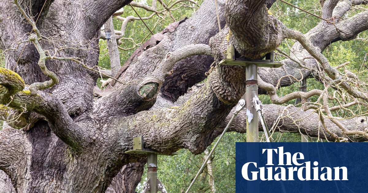 England’s ancient oak trees dying in extreme hot and dry weather