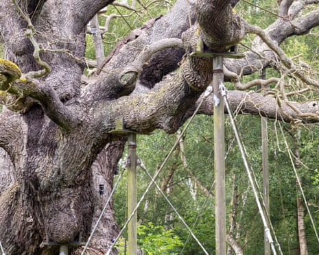 Closeup of a dead oak tree with supporting poles