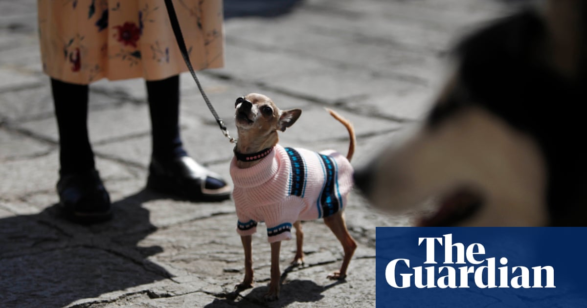 I’ll Sell You a Dog by Juan Pablo Villalobos review – whimsy, wit and ...