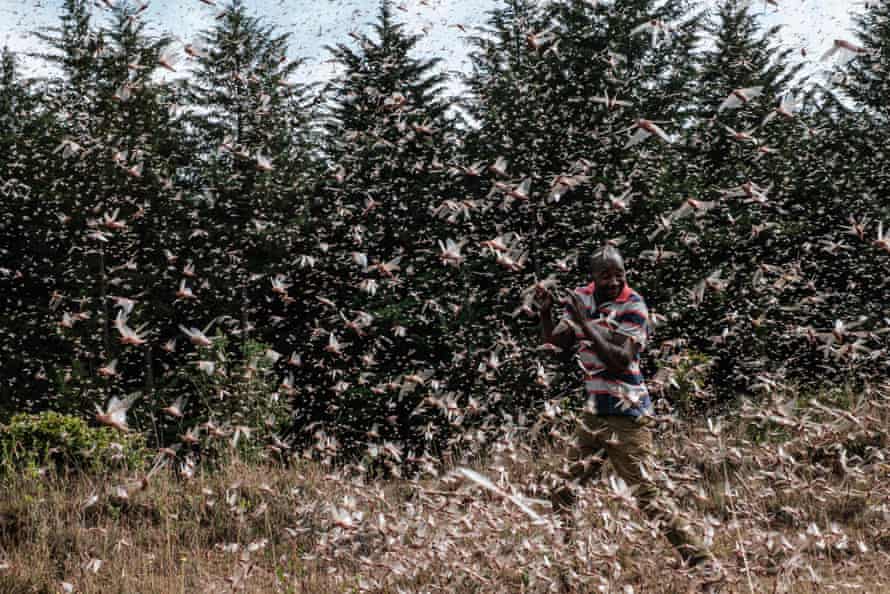 Agency photographer of the year – 2021 shortlist | World news 18 A local farmer walking in a swarm of desert locusts in Meru, Kenya, February.