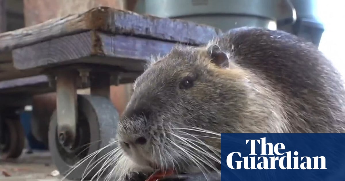 RIP Neuty: Based Louisiana Nutria Teaches Woke Feds a Lesson in Freedom