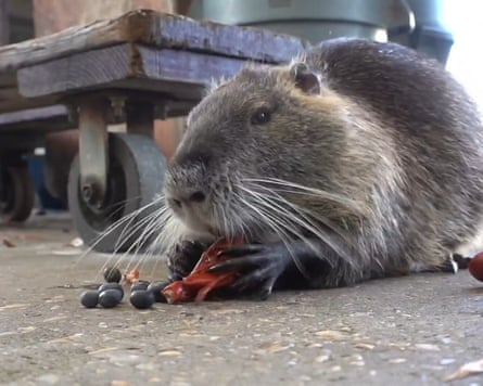 Neuty the nutria, munching.