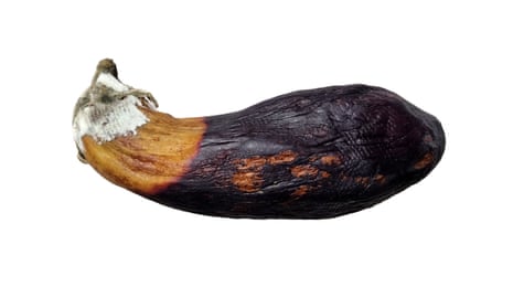 Spoiled eggplant on a white background