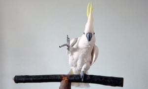 Top of the pecking order … Snowball the cockatoo.