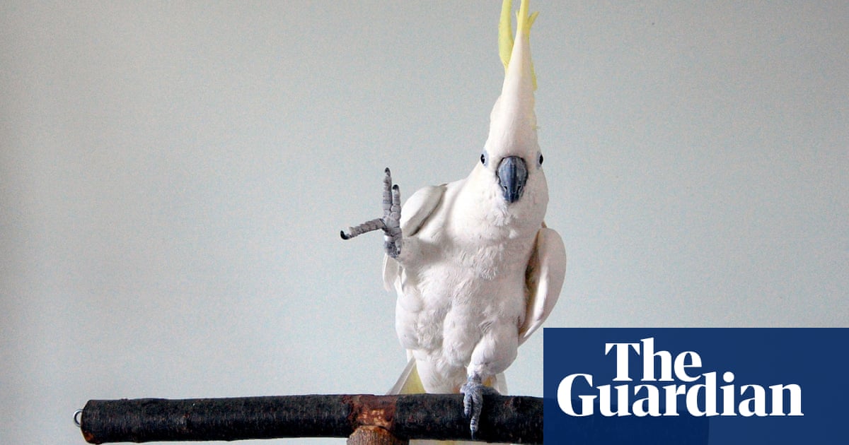 Block-rocking beaks: Snowball the cockatoo – reviewed by our dance critic