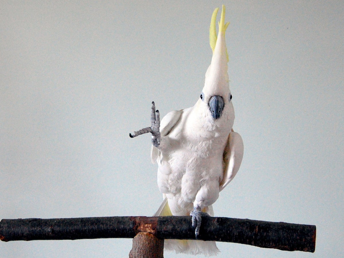  Snowball the cockatoo – reviewed by our dance critic |  Stage | The Guardian