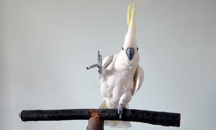 Snowball, a sulphur-crested cockatoo, dancing to music.
