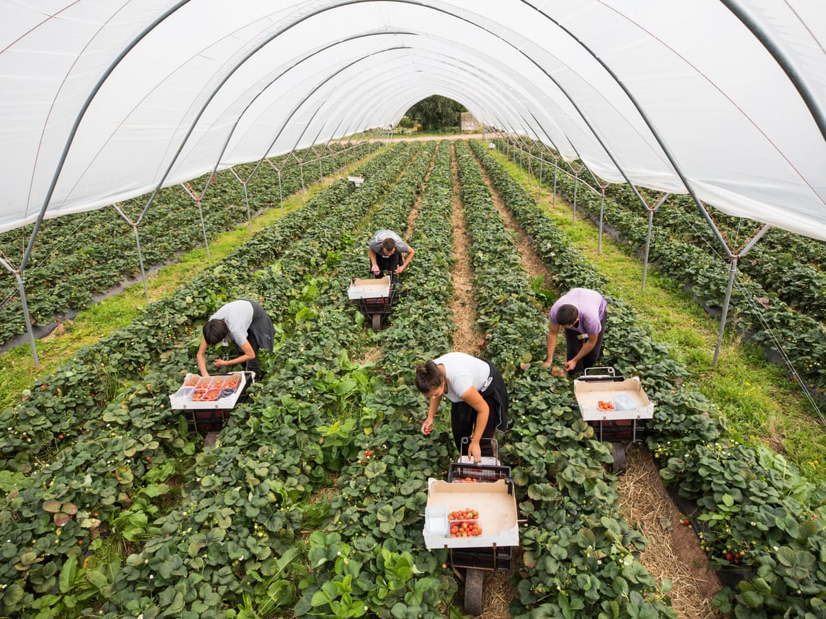 Romanian Fruit Pickers Flown To Uk Amid Crisis In Farming Sector Coronavirus The Guardian