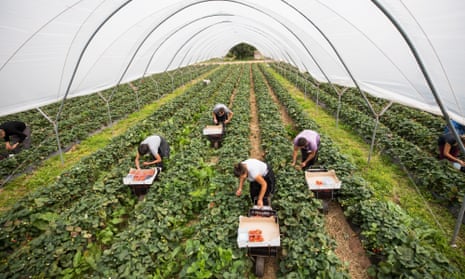 Fruit pickers pick strawberries at a fruit farm in Hereford.