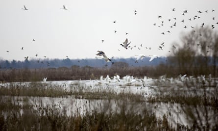 The land of Jett Ferebee, a land and farm owner in Creswell, North Carolina, where birds are among the few visible wildlife remaining on the land.